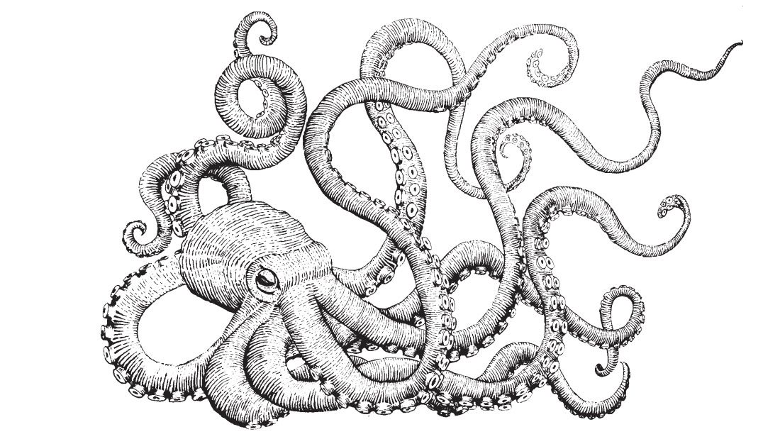 1100x619 Image In Octopus Drawing - Octopus Drawing