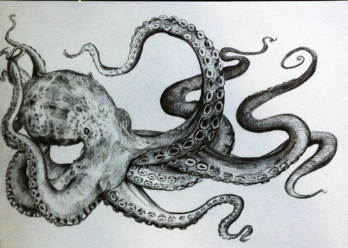 500x356 Octopus Drawing - Octopus Drawing