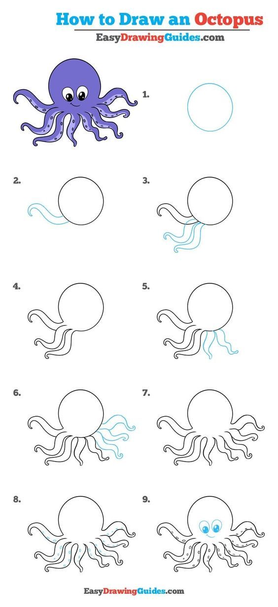 564x1231 How To Draw An Octopus - Octopus Drawing Easy