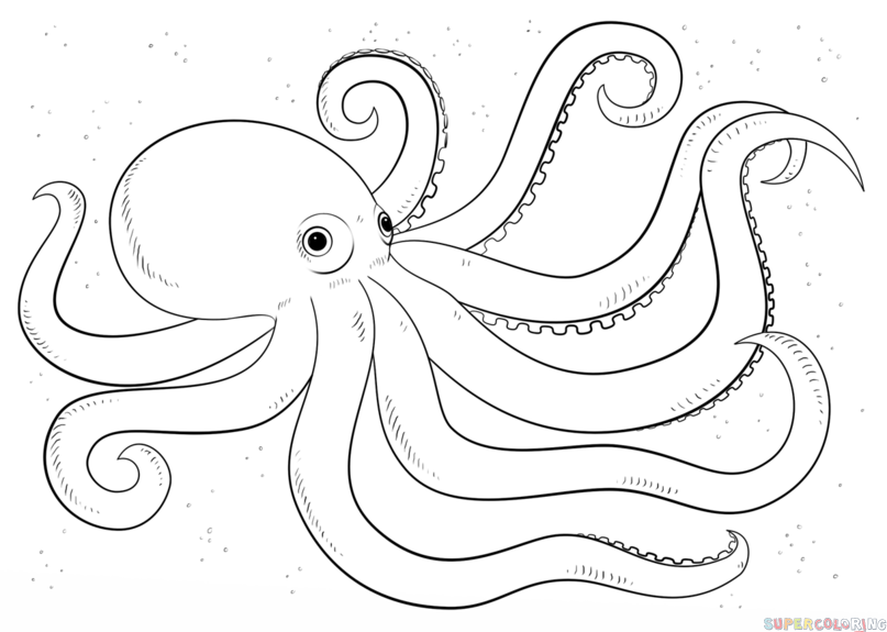 Octopus Drawing Images