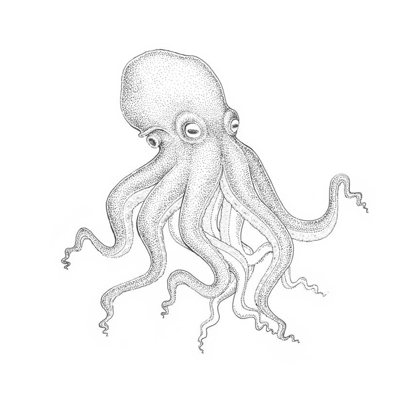 850x809 How To Draw An Octopus Step - Octopus Drawing Images