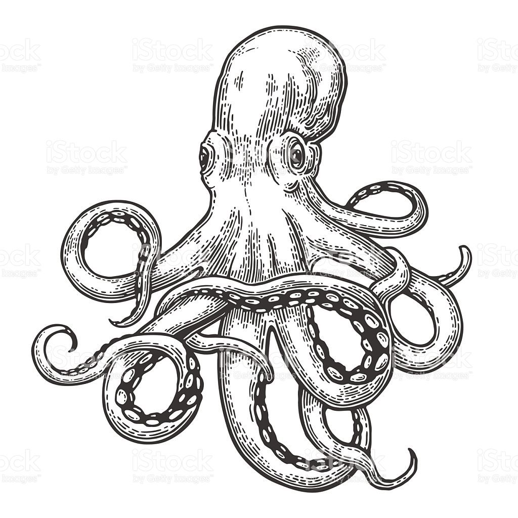 1024x1024 image result for octopus line drawing projects octopus tattoo - Octopus Drawing Images