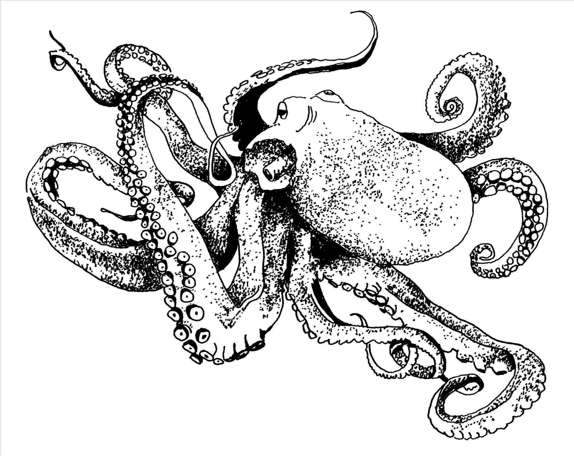 1899x1509 Octopus Drawing Easy - Octopus Drawing Images