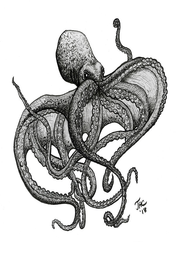 615x900 Octopus Drawing - Octopus Drawing Images