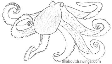 356x204 Octopus Drawings In Pencil - Octopus Drawing Images