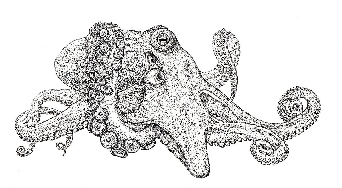 1200x661 Octopus Drawing Scientific For Free Download - Octopus Drawing Images