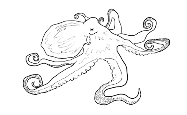 650x400 How To Draw An Octopus - Octopus Drawing Pictures