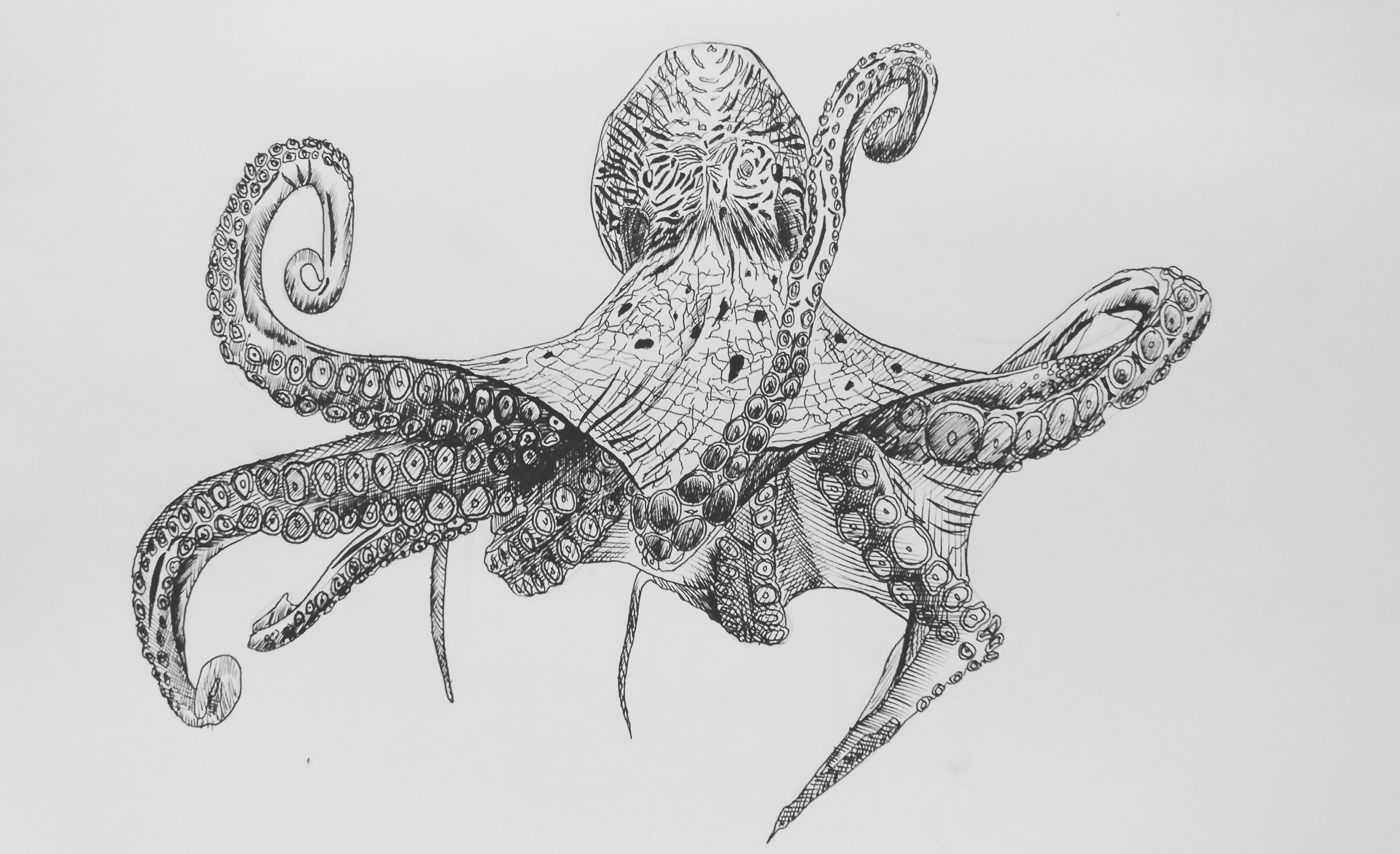 4159x2538 An Octopus Drawing - Octopus Drawing Pictures
