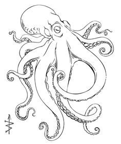 236x282 octopus octopus drawing - Octopus Drawing Pictures