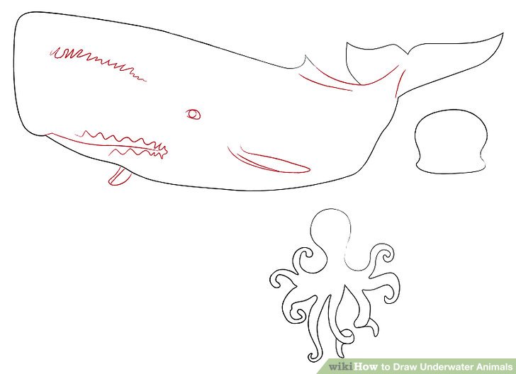 728x528 How To Draw Underwater Animals Steps - Octopus Drawing Step By Step