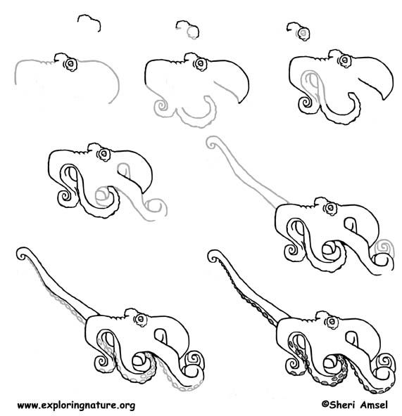 571x592 octopus facts octopus drawing lesson - Octopus Drawing Step By Step