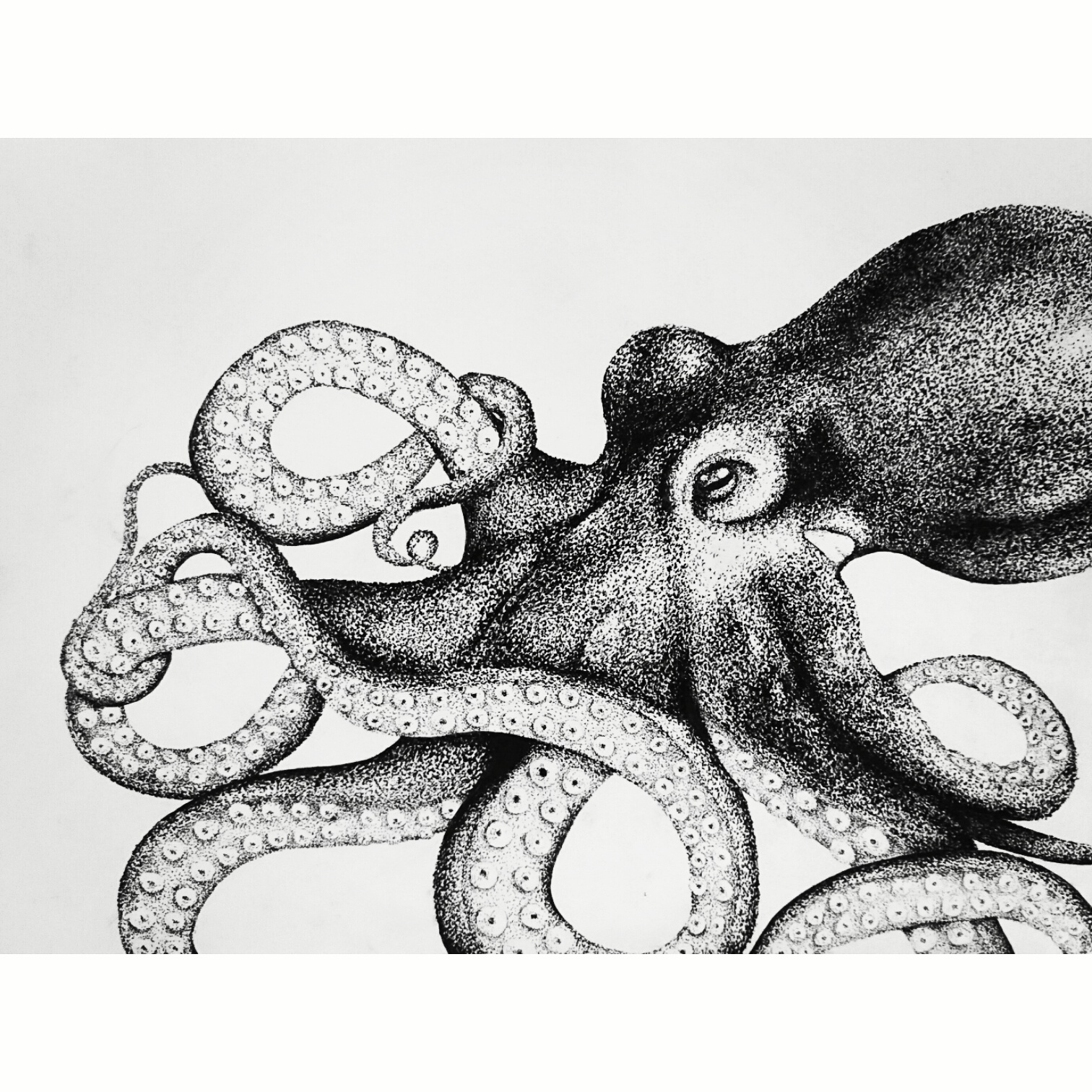 1512x1512 Ink Pen Drawing Of An Octopus Illustration - Octopus Ink Drawing