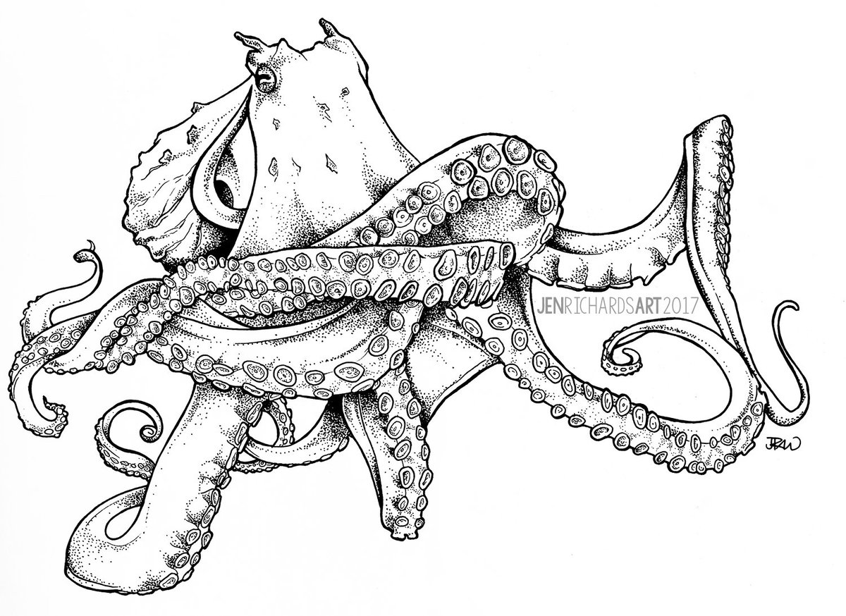 1200x874 jen richards on twitter cleaned up my octopus ink drawing - Octopus Ink Drawing