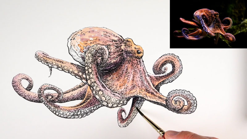 800x450 Line And Wash Lesson - Octopus Ink Drawing