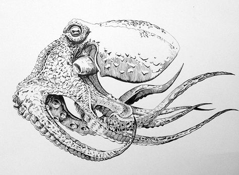 474x348 pen and ink octopus on behance art ink pen drawings, octopus - Octopus Ink Drawing