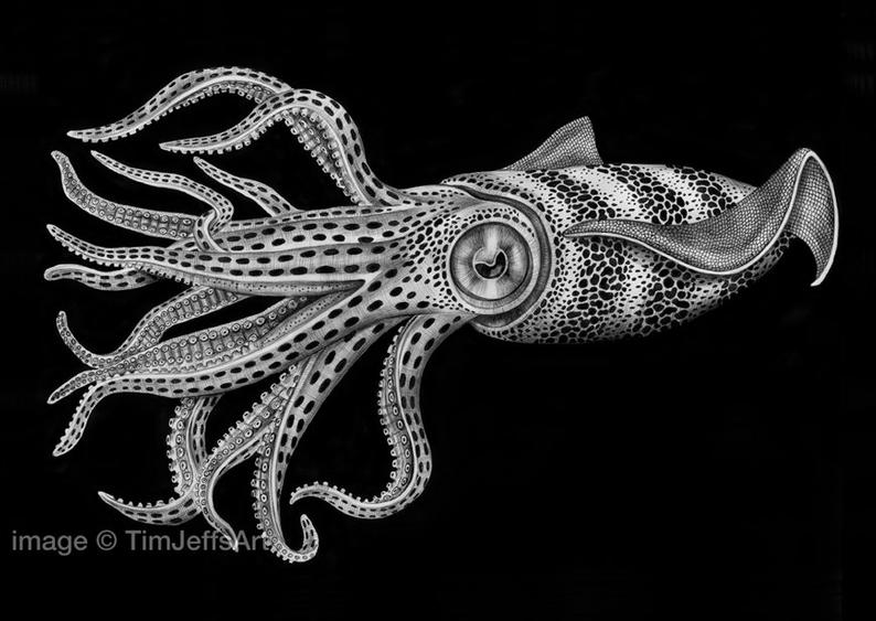 794x563 Squid Ink Drawing Etsy - Octopus Ink Drawing