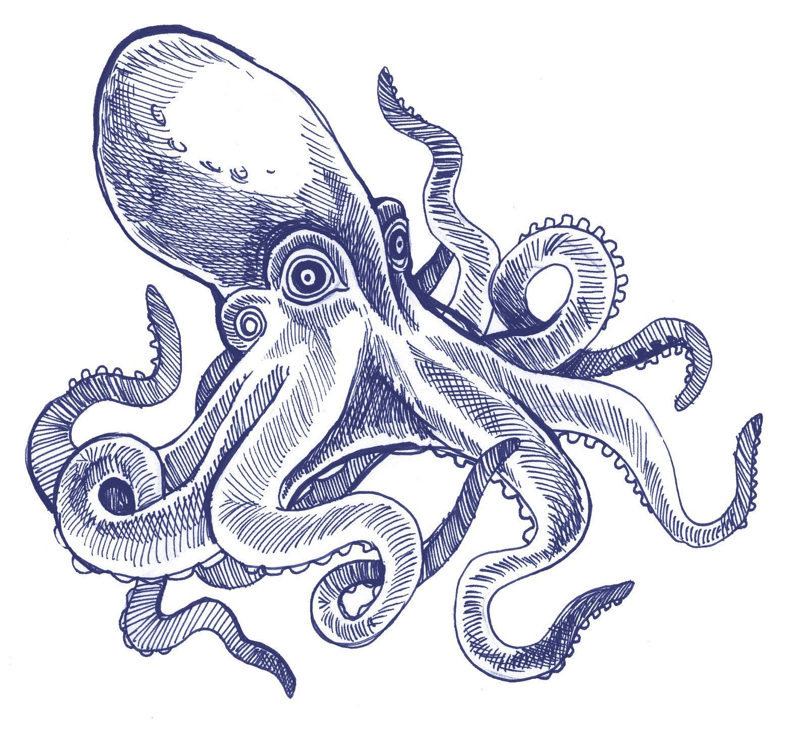 1576x1468 Octopus Ink Drawing - Octopus Ink Drawing