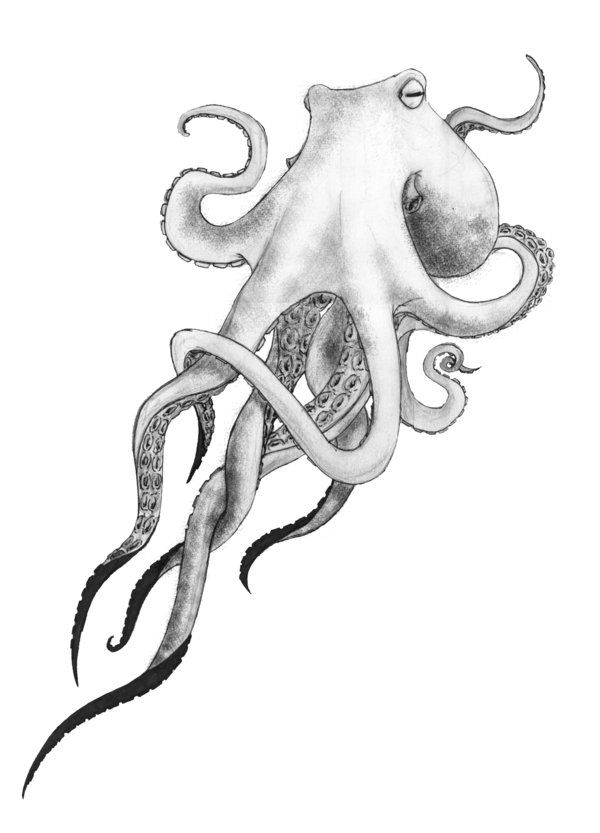 600x833 Grey Ink Octopus Tattoo Design - Octopus Ink Drawing