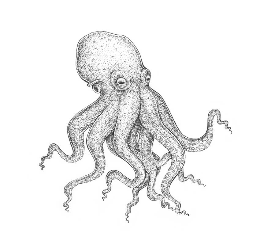 850x809 How To Draw An Octopus Step - Octopus Ink Drawing