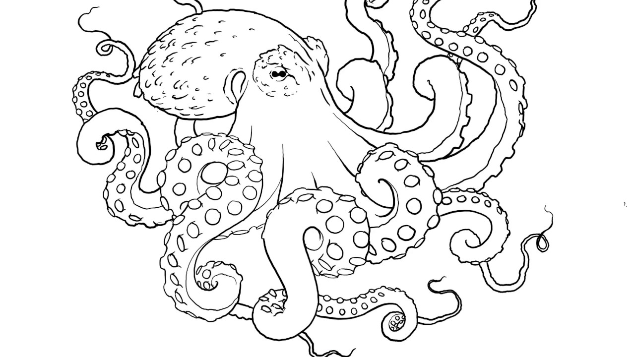 Realistic Octopus Drawing at PaintingValley.com | Explore collection of