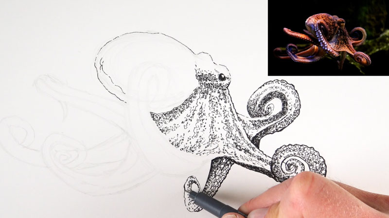 800x449 Line And Wash Lesson - Octopus Line Drawing