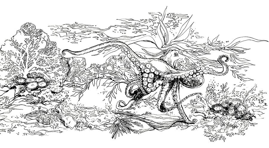 900x496 Octopus Garden - Octopus Line Drawing