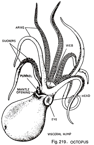 328x508 Structure Of Octopus - Octopus Line Drawing