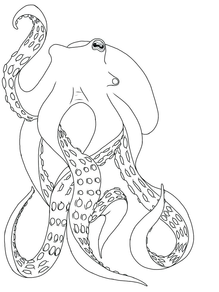 736x981 Octopus Outline - Octopus Line Drawing