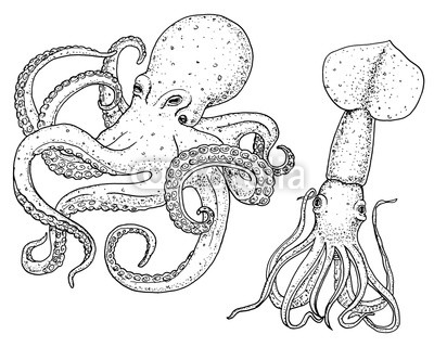 400x320 sea creature octopus and squid calamari engraved hand drawn - Octopus Line Drawing