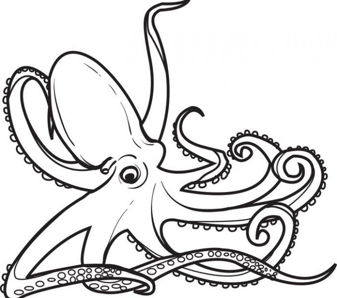 678x600 octopus print out octopus outline drawing - Octopus Outline Drawing