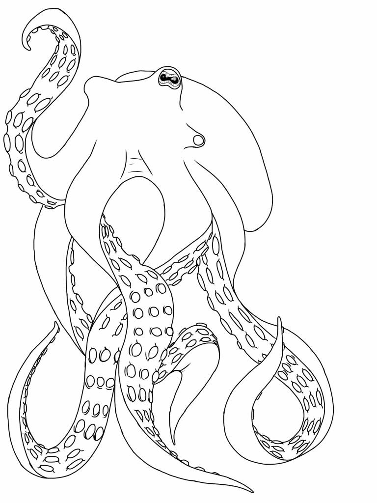 768x1024 Watermelon Octopus Outline - Octopus Outline Drawing