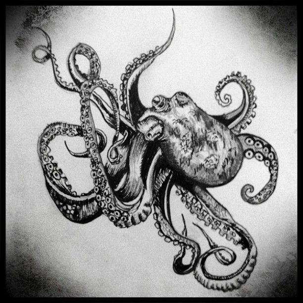 612x612 Gallery For Gt Octopus Pencil Drawings Animals Art Photos - Octopus Pencil Drawing
