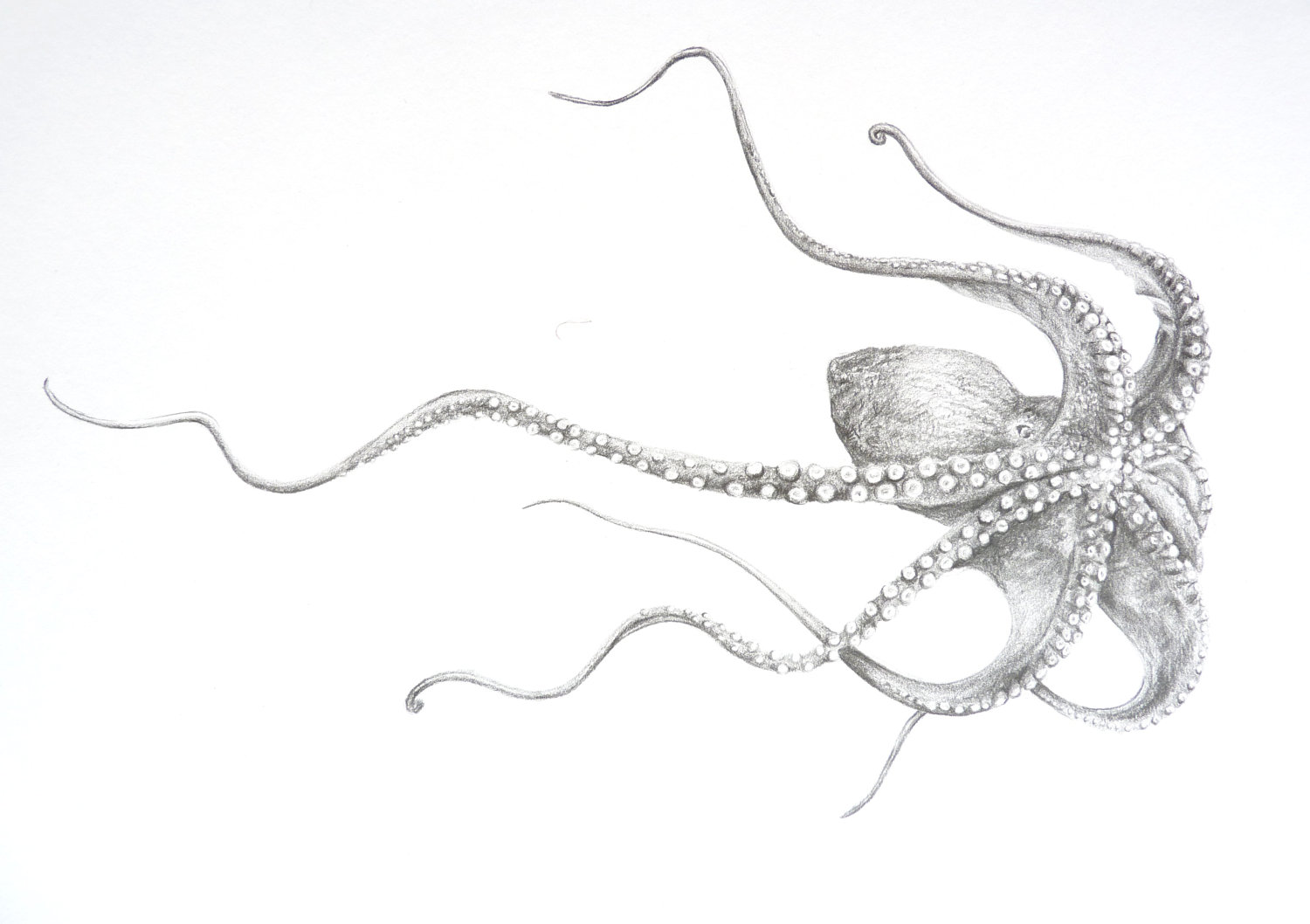 1500x1058 Octopus Print Of Pencil Drawing Etsy - Octopus Pencil Drawing