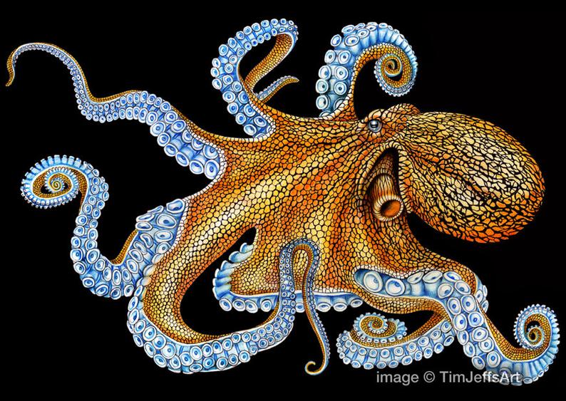 Octopus Colored Pencil Drawing Etsy - Octopus Pencil Drawing. 