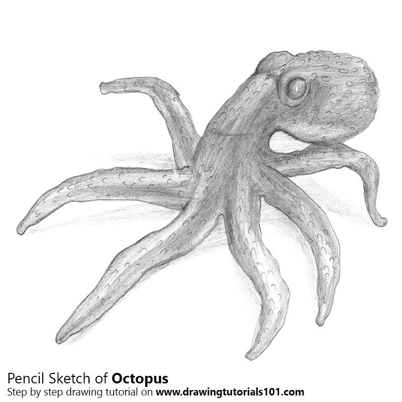 800x800 Octopus Pencil Drawing - Octopus Pencil Drawing