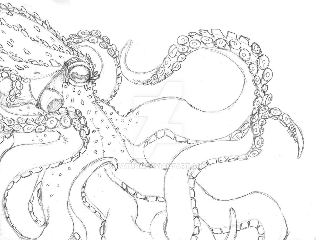 1024x777 Octopus Pencil Drawing - Octopus Pencil Drawing