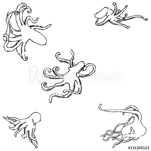 500x500 Octopus A Sketch - Octopus Pencil Drawing