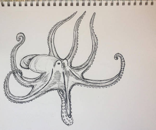 600x501 Octopus Drawings - Octopus Pencil Drawing