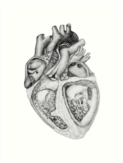 413x549 Realistic Heart Illustration With Valves - Octopus Pencil Drawing
