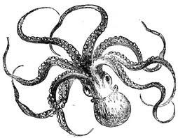 254x198 Octopus Drawing Ideas - Octopus Pencil Drawing