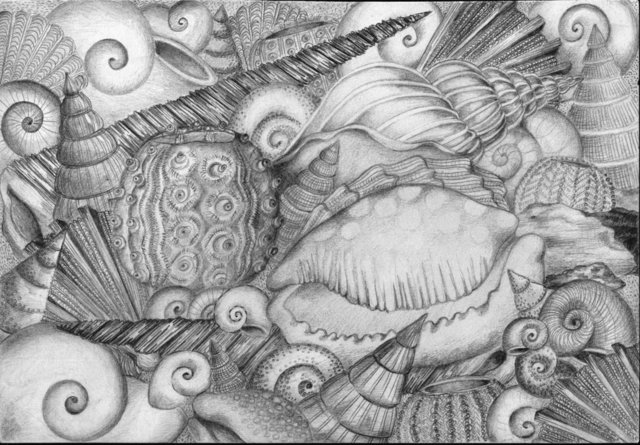 640x445 carol stephen artwork shells original drawing pencil - Octopus Pencil Drawing