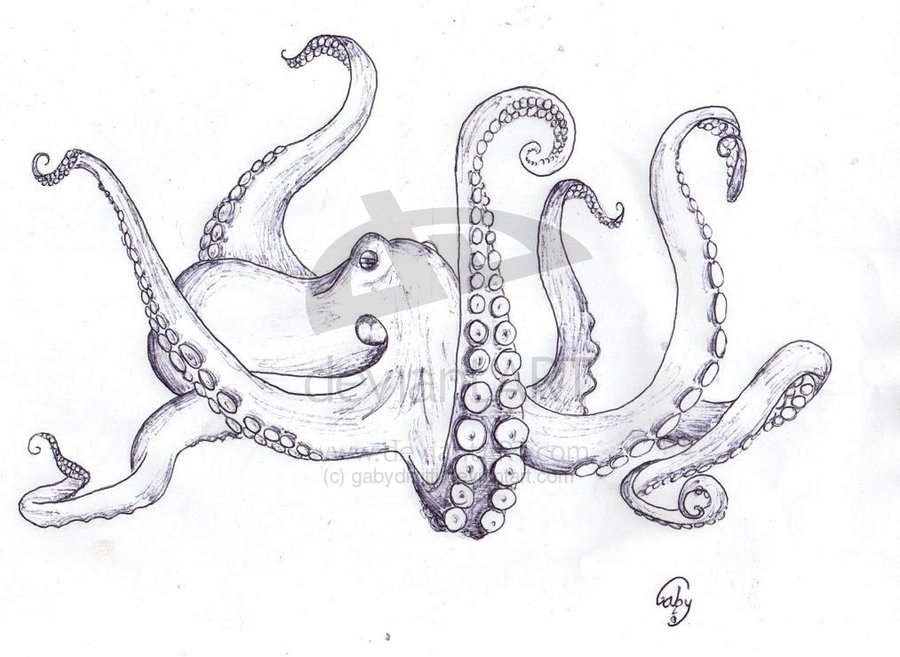900x657 octopus tentacles drawing tumblr - Octopus Tentacles Drawing