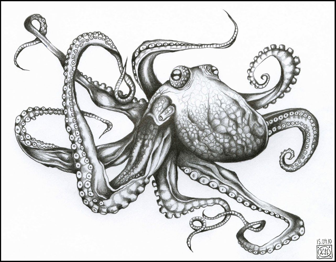 Animal Real Octopus Tentacles Sketch Drawing for Kindergarten
