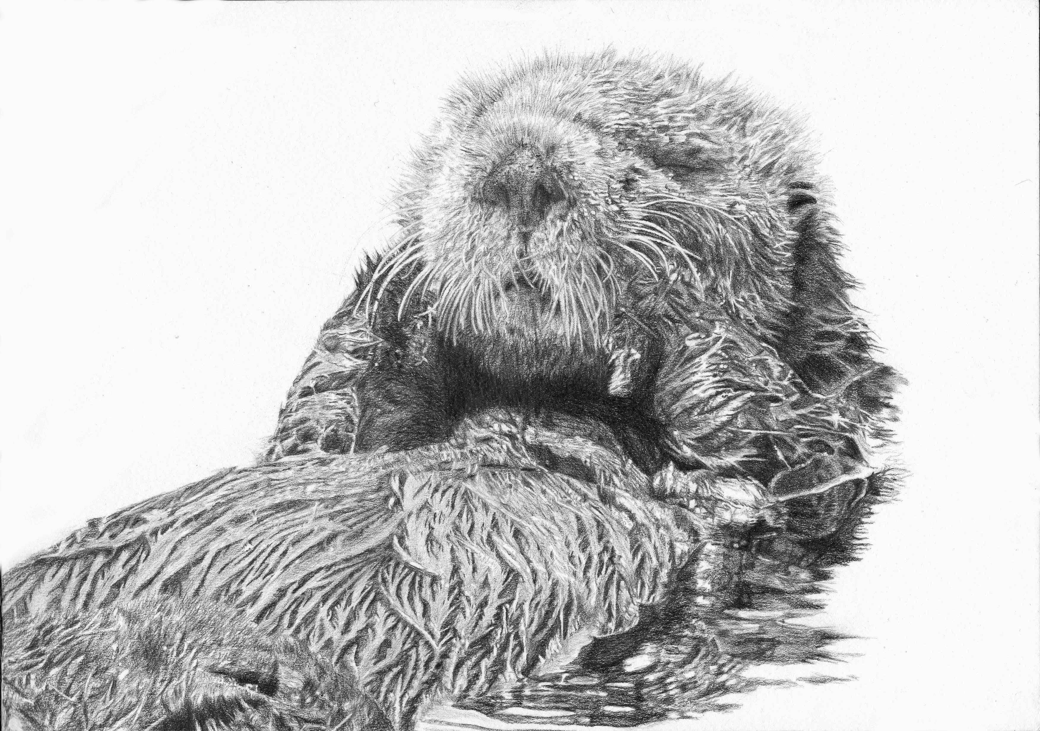 3504x2463 sea otter drawing official drawings - Official Drawing