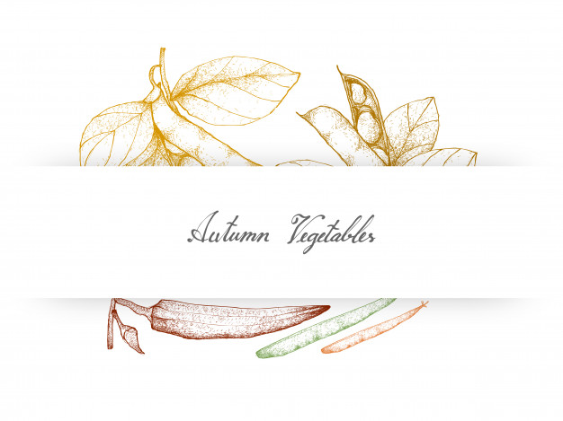 626x469 Hand Drawn Autumn Vegetables Of Fava Beans And Okra Vector - Okra Drawing