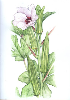 226x320 Jessie's Art Clemson Spineless Okra - Okra Drawing
