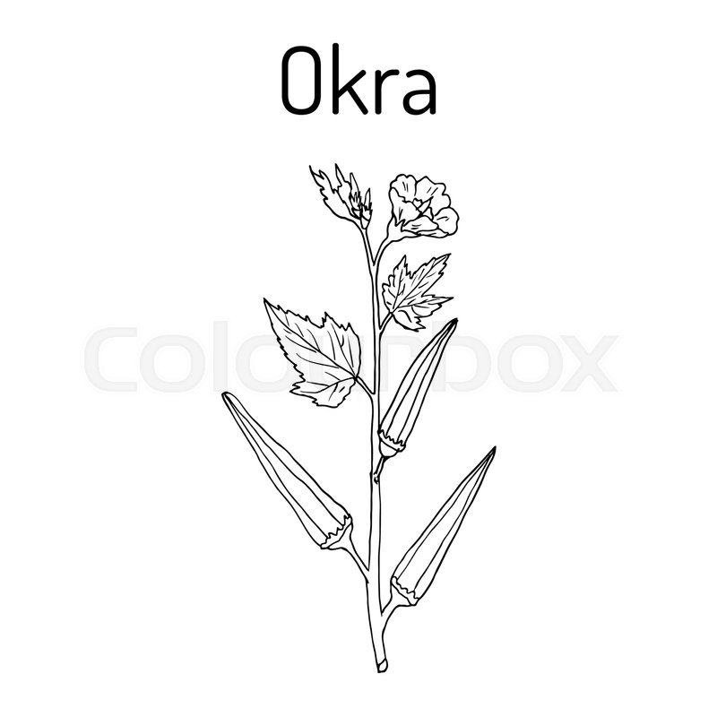 800x800 Okra Abelmoschus Esculentus Or Lady Stock Vector Colourbox - Okra Drawing