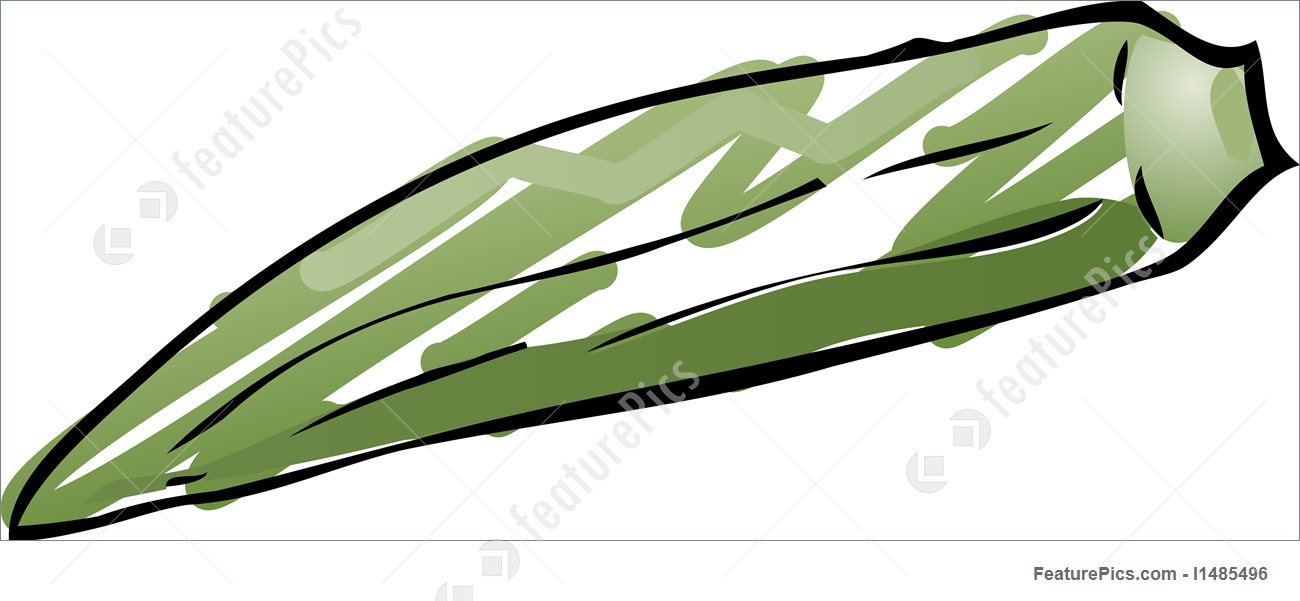 Okra Drawing at Explore collection of Okra Drawing