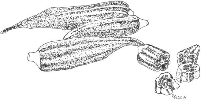 657x327 Vegetales Okra - Okra Drawing