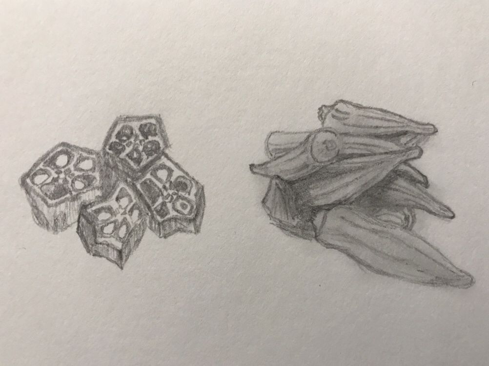 1002x750 Daily Art Challenge - Okra Drawing